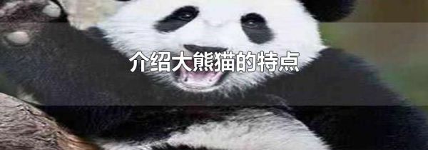 介绍大熊猫的特点