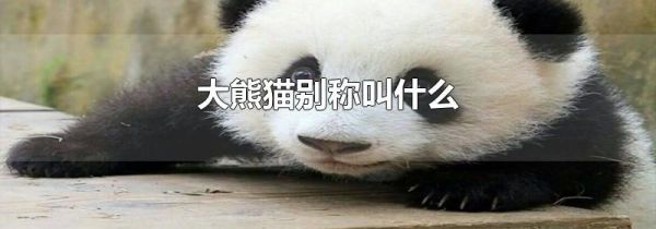 大熊猫别称叫什么