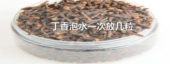 丁香泡水一次放几粒