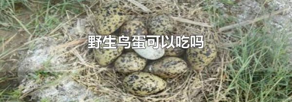 野生鸟蛋可以吃吗