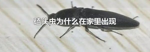磕头虫为什么在家里出现