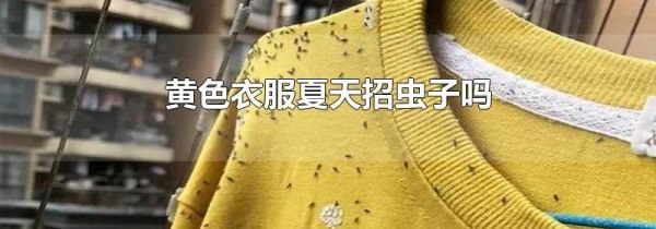 黄色衣服夏天招虫子吗