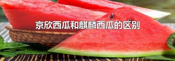 京欣西瓜和麒麟西瓜的区别