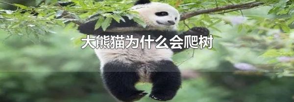 大熊猫为什么会爬树