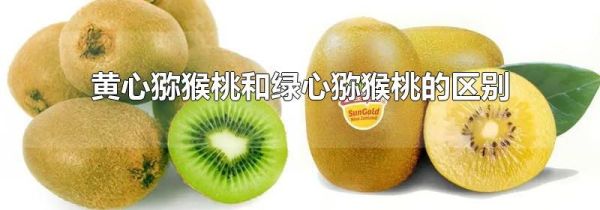 黄心猕猴桃和绿心猕猴桃的区别