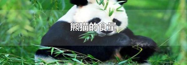 熊猫的食量