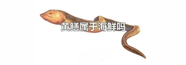 黄鳝属于海鲜吗