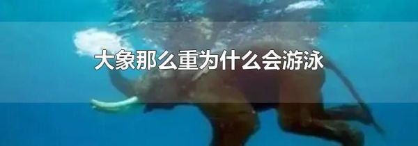 大象那么重为什么会游泳