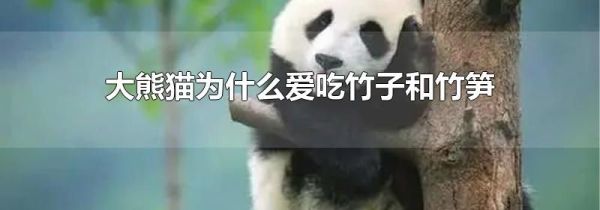大熊猫为什么爱吃竹子和竹笋