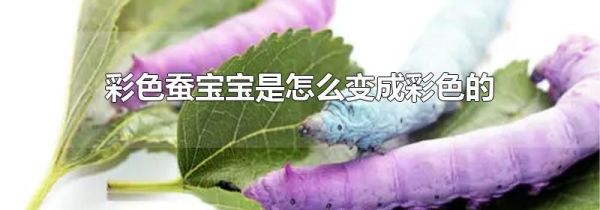 彩色蚕宝宝是怎么变成彩色的