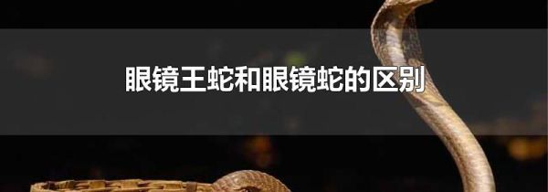 眼镜王蛇和眼镜蛇的区别