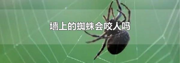 墙上的蜘蛛会咬人吗