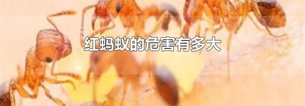 红蚂蚁的危害有多大