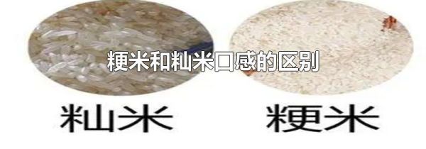 粳米和籼米口感的区别