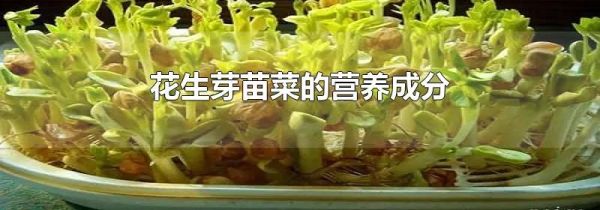 花生芽苗菜的营养成分