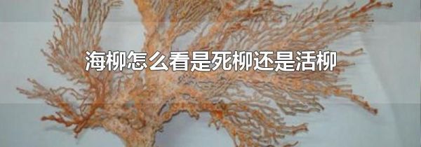 海柳怎么看是死柳还是活柳