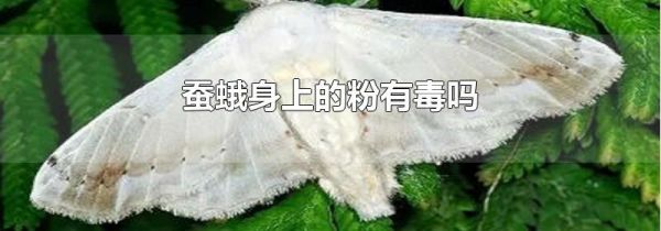 蚕蛾身上的粉有毒吗