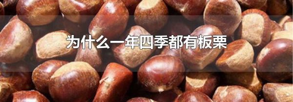 为什么一年四季都有板栗