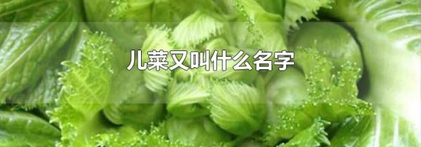 儿菜又叫什么名字