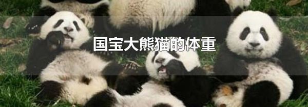 国宝大熊猫的体重