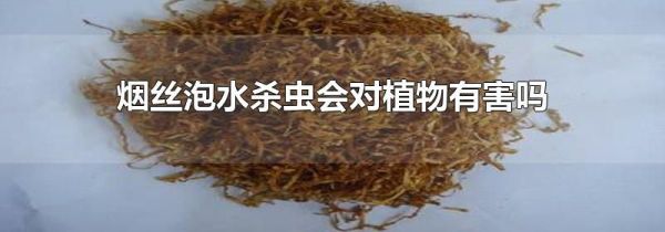 烟丝泡水杀虫会对植物有害吗