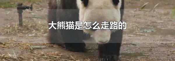 大熊猫是怎么走路的