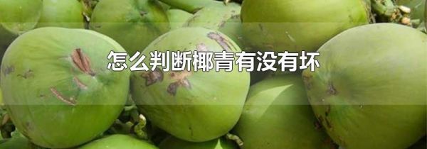 怎么判断椰青有没有坏
