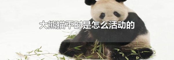 大熊猫平时是怎么活动的