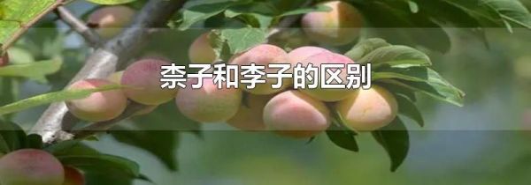 柰子和李子的区别