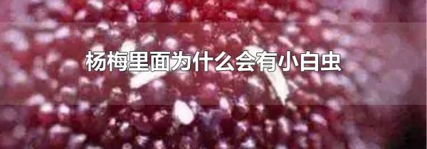 杨梅里面为什么会有小白虫