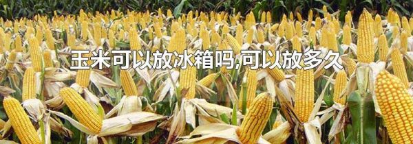 玉米可以放冰箱吗,可以放多久
