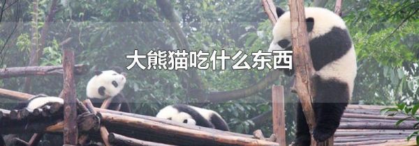 大熊猫吃什么东西