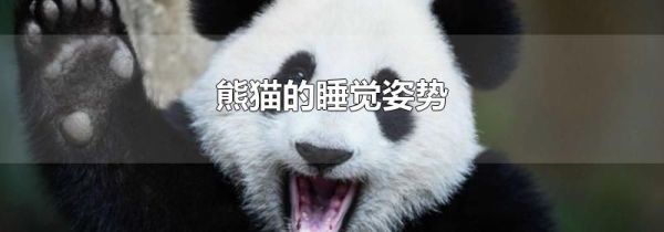 熊猫的睡觉姿势