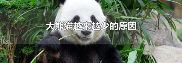 大熊猫越来越少的原因