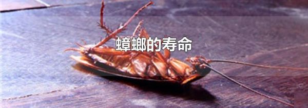 蟑螂的寿命