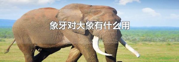 象牙对大象有什么用