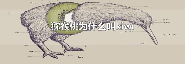 猕猴桃为什么叫kiwi