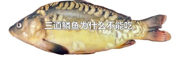 三道鳞鱼为什么不能吃
