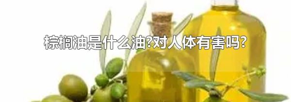 棕榈油是什么油?对人体有害吗?