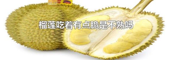榴莲吃着有点脆是不熟吗