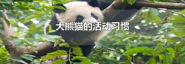 大熊猫的活动习惯