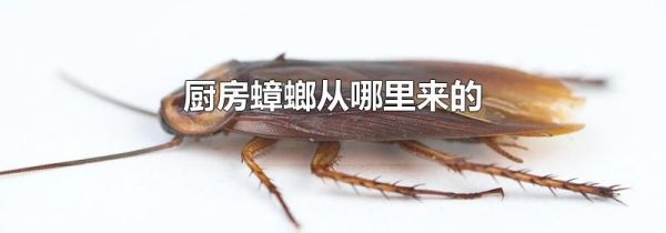 厨房蟑螂从哪里来的