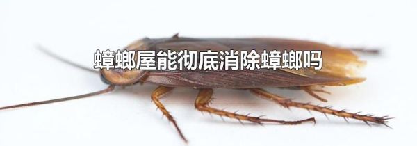 蟑螂屋能彻底消除蟑螂吗