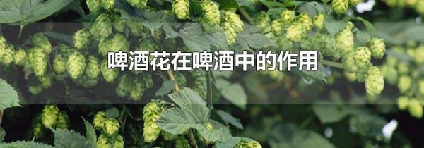 啤酒花在啤酒中的作用