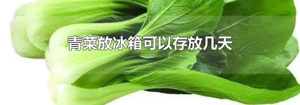 青菜放冰箱可以存放几天