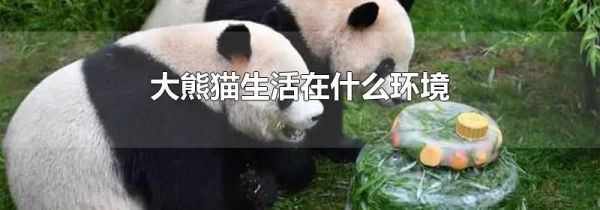 大熊猫生活在什么环境