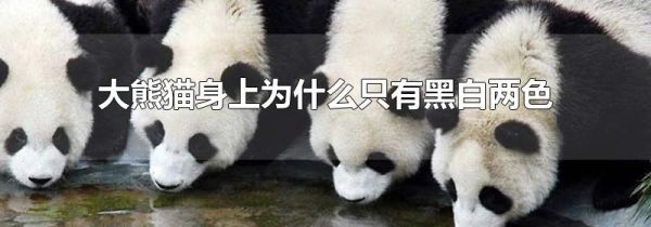 大熊猫身上为什么只有黑白两色