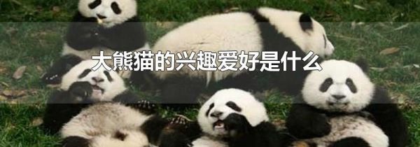 大熊猫的兴趣爱好是什么