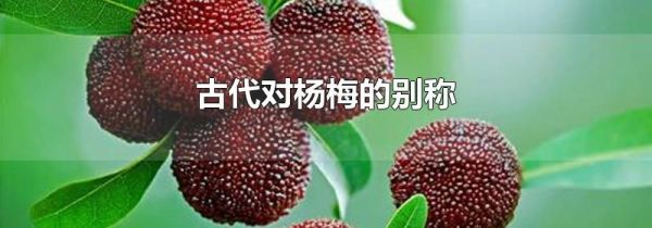 古代对杨梅的别称