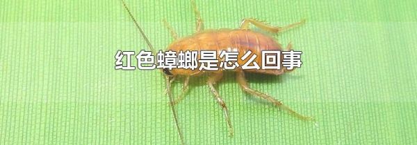 红色蟑螂是怎么回事